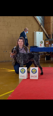 Étalon Chien d'arrêt allemand à poil dur - Nuage Du Domaine Des Embruns Salés