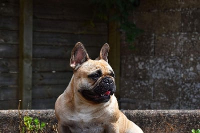 Étalon Bouledogue français - Riwana (Sans Affixe)