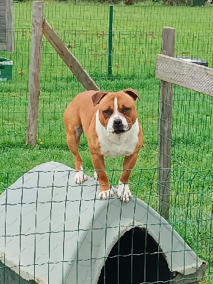 Étalon Staffordshire Bull Terrier - Tino De La Vallée De L'hermine Blanche