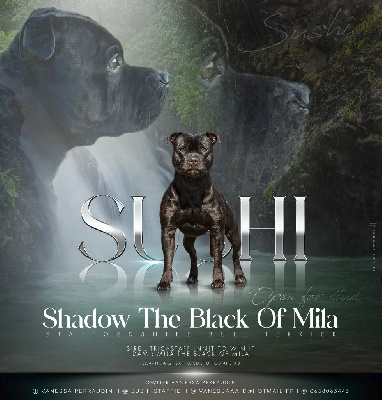 Étalon Staffordshire Bull Terrier - Sushi The Black Of Mila