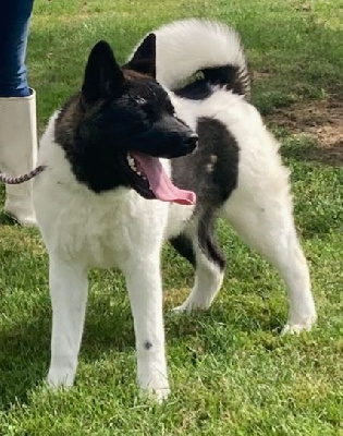 Étalon Akita americain - Uvia Des marais de courmont