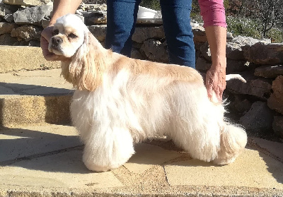 Étalon American Cocker Spaniel - Upper case of Harricana River