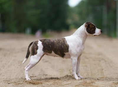 Étalon American Staffordshire Terrier - CH. Demerara duéto