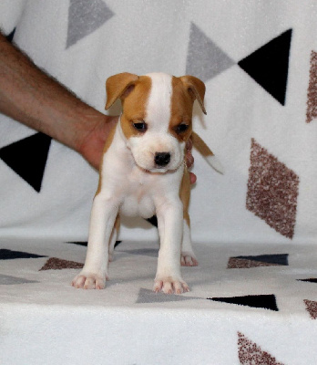 Étalon American Staffordshire Terrier - Terrier's Paradise Versace