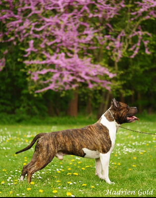 Étalon American Staffordshire Terrier - CH. Asgard duéto