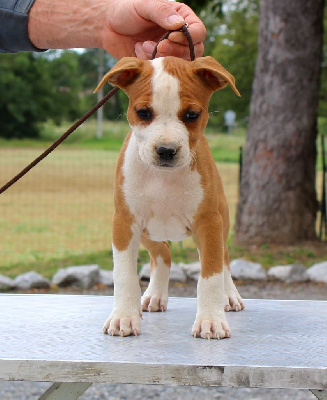 Étalon American Staffordshire Terrier - Terrier's Paradise Vedi venni vicci