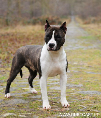 Étalon American Staffordshire Terrier - CH. Ain duéto