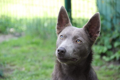 Étalon Australian Kelpie - Ratchet di casa hesselink