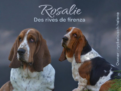 Étalon Basset Hound - Rosalie Des Rives De Firenza
