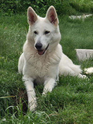 Étalon Berger Blanc Suisse - Taya Des Rives Du Lugano