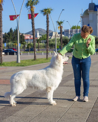 Étalon Berger Blanc Suisse - CH. Samy Of Shepherd's Paw