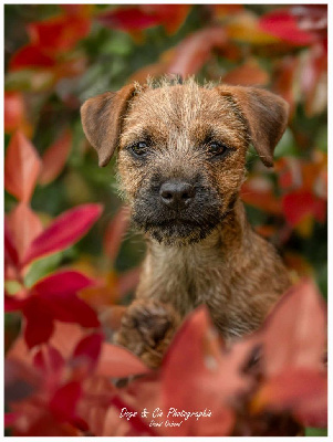 Étalon Border Terrier - Uhlotte Des petites nouches