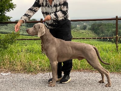 TR. CH. dualweim Perfect storm