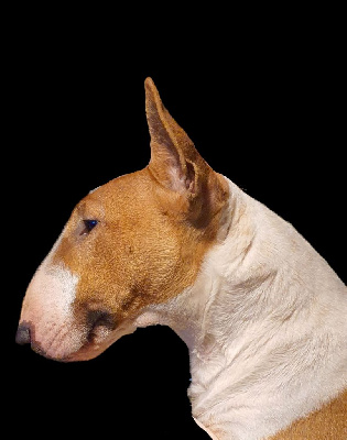 Étalon Bull Terrier Miniature - First laydy caballero canario