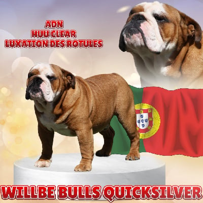 Étalon Bulldog Anglais - willbebulls Quicksilver