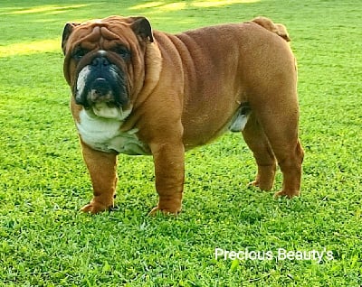 Étalon Bulldog Anglais - Tentation étoilés d'ambre Precious Beauty's