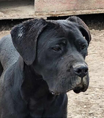 Étalon Cane Corso - Ump9 hk des Légendes de Goliath