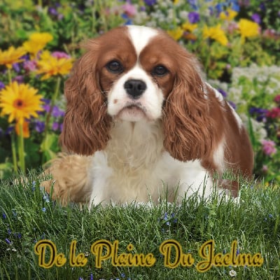 Étalon Cavalier King Charles Spaniel - Uggly-betty de la plaine du Jaelma