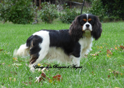 Étalon Cavalier King Charles Spaniel - Symphony de la bergerie d'argent