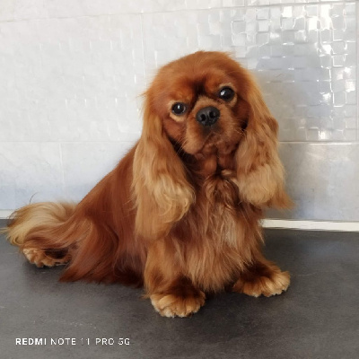 Étalon Cavalier King Charles Spaniel - Tozzi Vom der riter kronen}