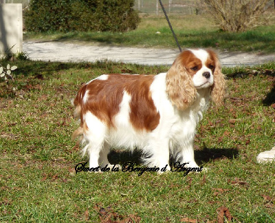 Étalon Cavalier King Charles Spaniel - Sweet de la bergerie d'argent