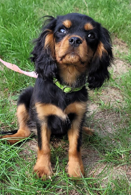 Étalon Cavalier King Charles Spaniel - Tahina De La Source Sanson