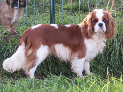 Étalon Cavalier King Charles Spaniel - Ungaro Du Petit Monde De Brigalane