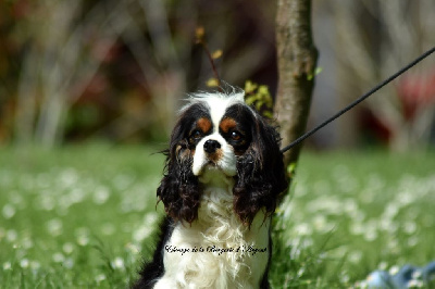 Étalon Cavalier King Charles Spaniel - The perfect fairy de la bergerie d'argent