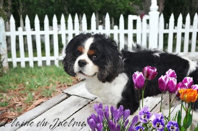 Étalon Cavalier King Charles Spaniel - Pharaon de la plaine du Jaelma