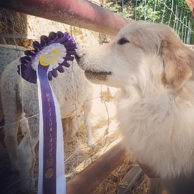 Étalon Chien de Montagne des Pyrenees - S'poir de la Vallée du Girou