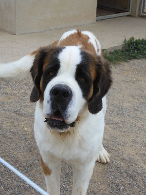 Étalon Chien du Saint-Bernard - Rauzana de l'ange aux papillons