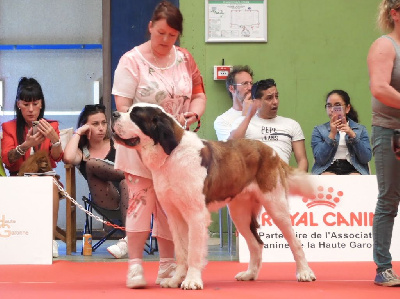 Étalon Chien du Saint-Bernard - Tropico de l'ange aux papillons