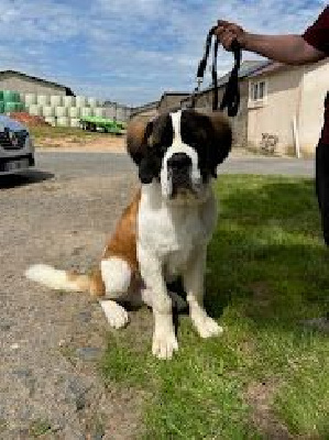 Étalon Chien du Saint-Bernard - Ugolin de l'ange aux papillons