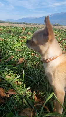 Étalon Chihuahua - Tata yoyo Des Gentils Coquelicots