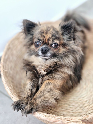Étalon Chihuahua - Smoothie kiwi Des Minis Bombes