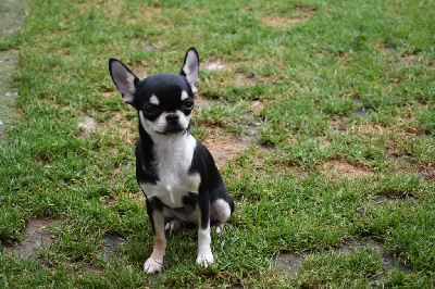 Étalon Chihuahua - Véra de l'elixir d'amour