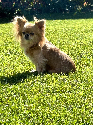 Étalon Chihuahua - NyÏah (Sans Affixe)