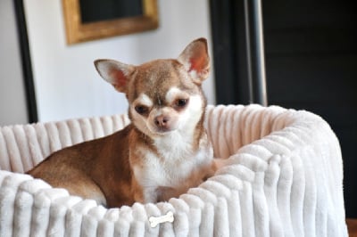 Étalon Chihuahua - Taïga Des Pattounes Douces