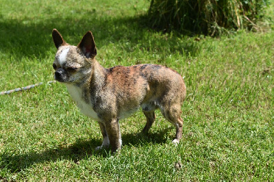 Étalon Chihuahua - Scoubi Des P'tits Bouts D'Entrain