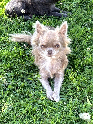 Étalon Chihuahua - Rêviah (Sans Affixe)