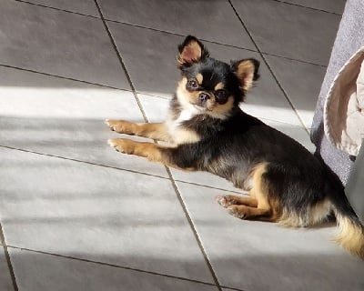 Étalon Chihuahua - Umii gamairanlyce