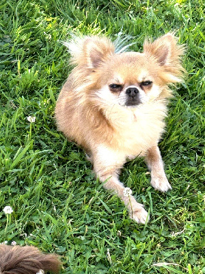 Étalon Chihuahua - Precieux (Sans Affixe)