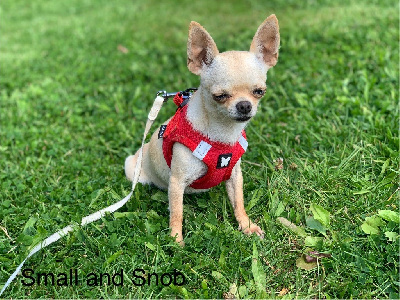 Étalon Chihuahua - Small And Snob Ursula