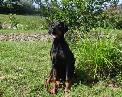 Étalon Dobermann - Valky el casella pandora