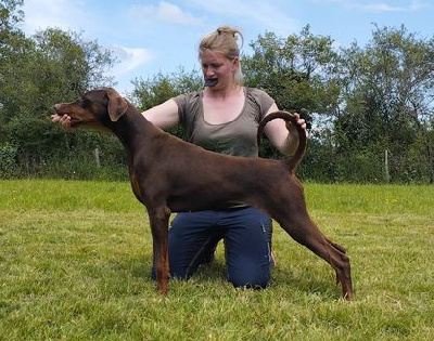 Étalon Dobermann - Uzielle Des Anges Du Mont D'or