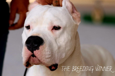 Étalon Dogo Argentino - Titan du royaume d'aria