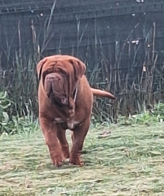 Étalon Dogue de Bordeaux - Tyrell De Privadiis}