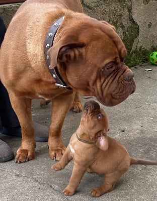 Étalon Dogue de Bordeaux - Prado De L'ambre Sauvage