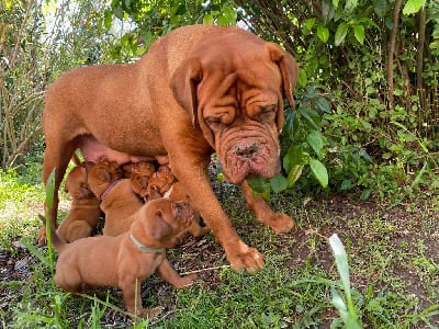 Étalon Dogue de Bordeaux - Plume Des Veilleurs Du Verdon