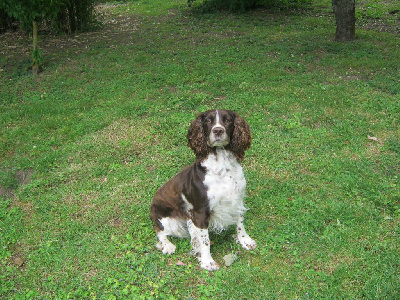 Étalon English Springer Spaniel - CH. Gipsy (Sans Affixe)